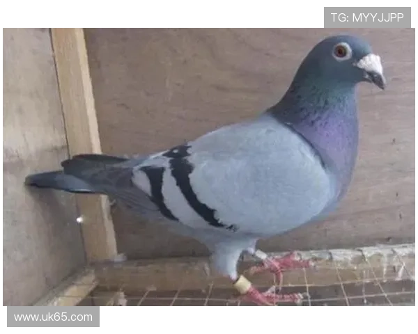 网友怒斥张晶须担全责赛事频发